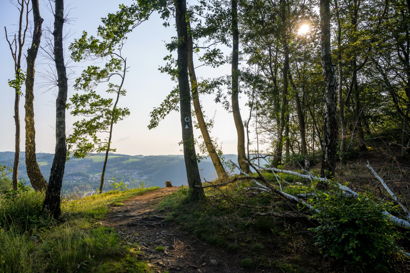Sonne bricht durch die Äste bei einer Wanderung im Wald